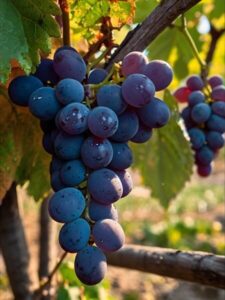 Burnas Winery — настоящая забота о вине! Burnas Winery — настоящая забота о вине!
