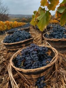 Burnas Winery — от винограда до бокала Burnas Winery — от винограда до бокала